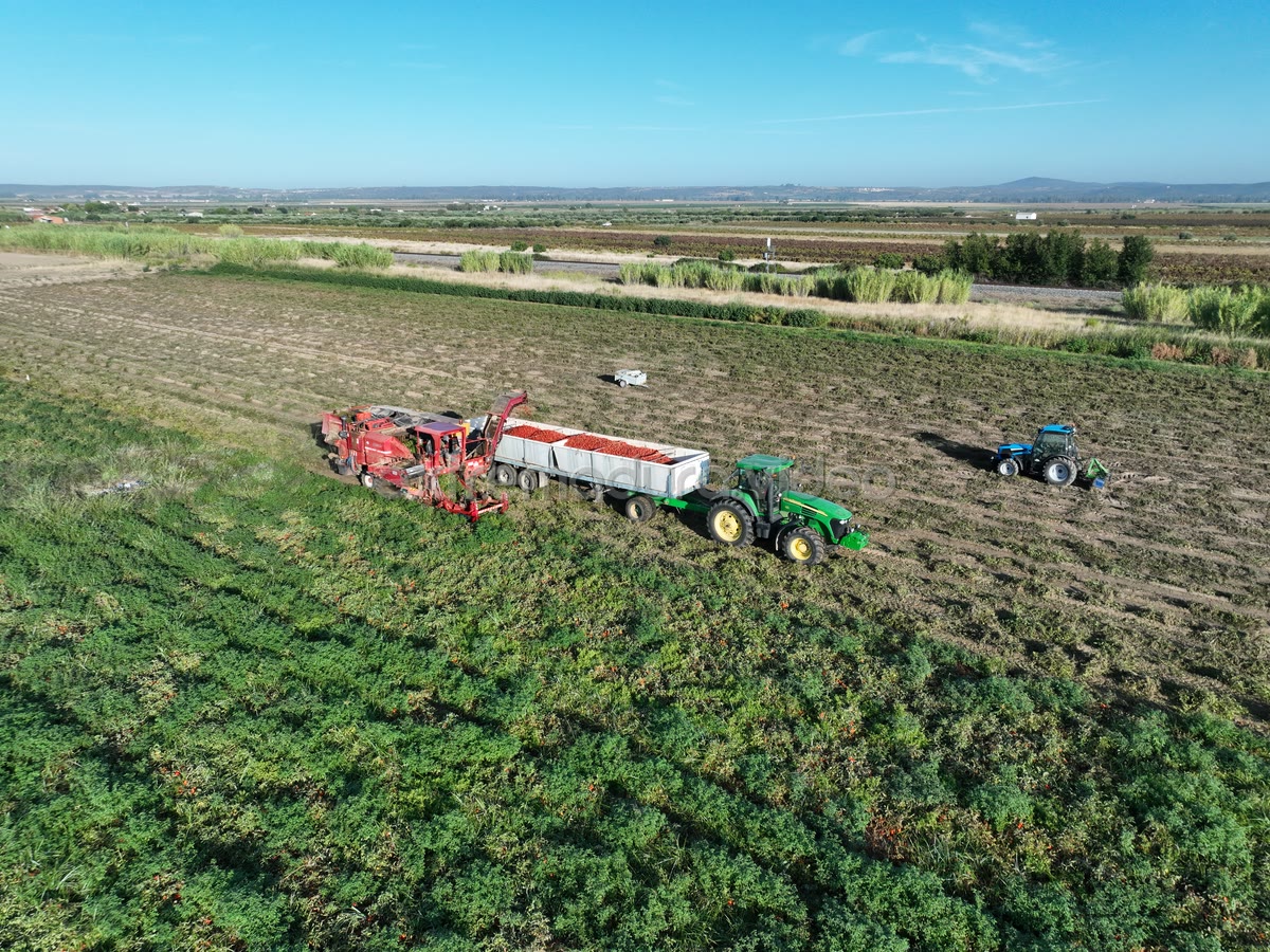Cosecha de tomate en las Vegas del Guadiana, Guareña – foto aérea