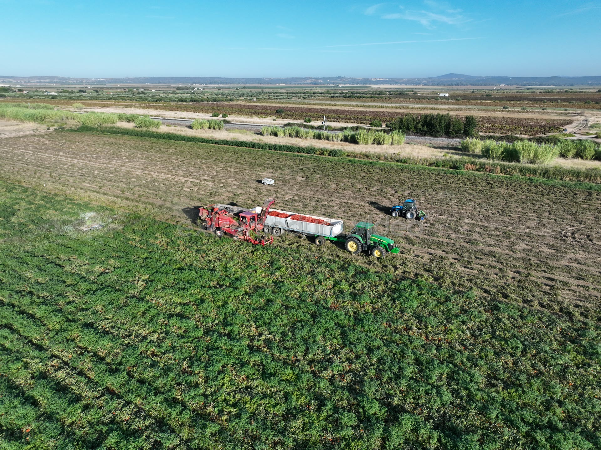 Cosechadora de tomate en Guareña – foto aérea (variante)