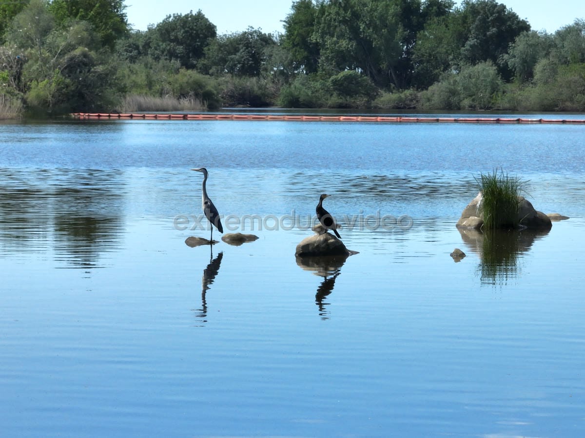 Garza real y cormorán en el Guadiana, Mérida – foto aérea
