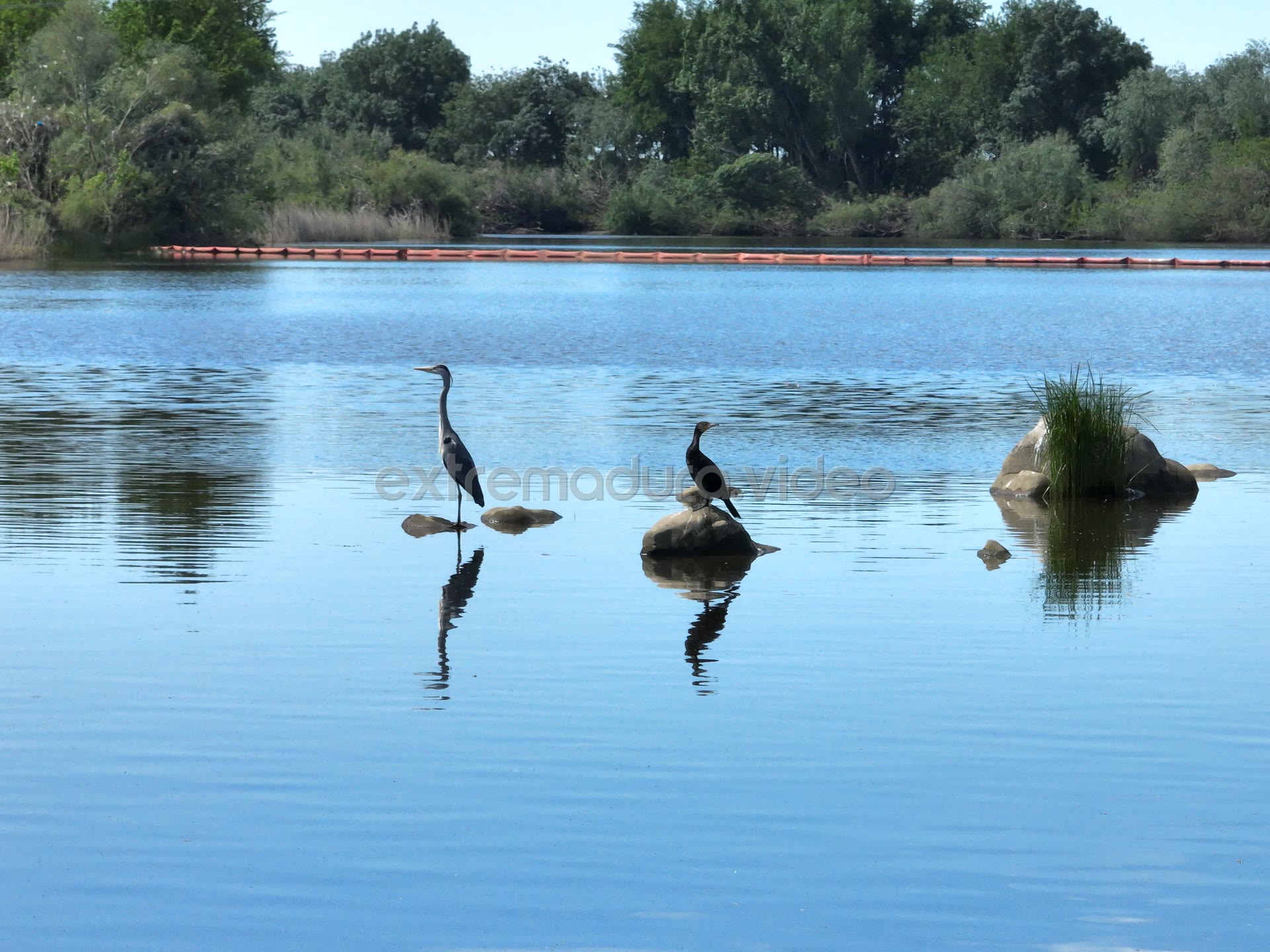 Garza real y cormorán en el Guadiana, Mérida – foto aérea