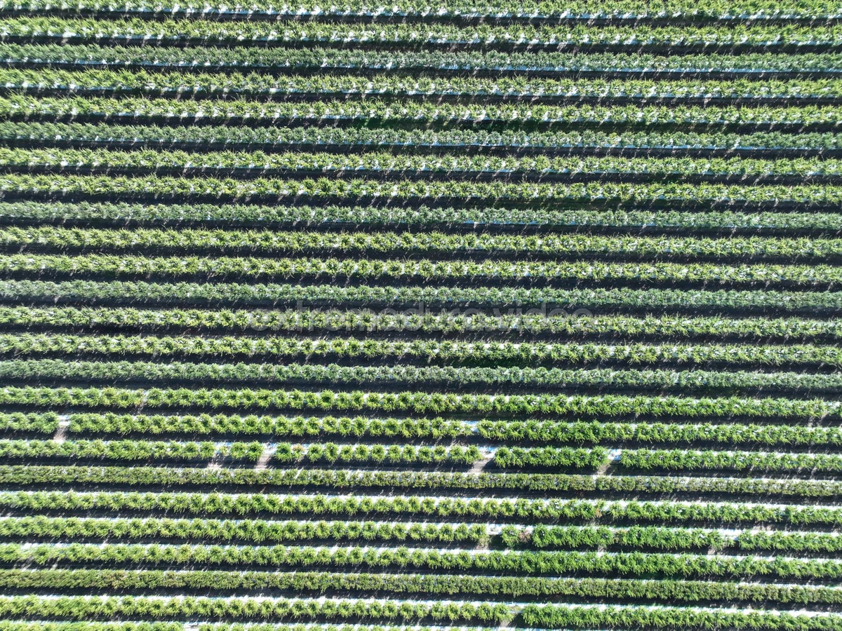 Plantación en espaldera con riego por goteo, Valdetorres – foto cenital